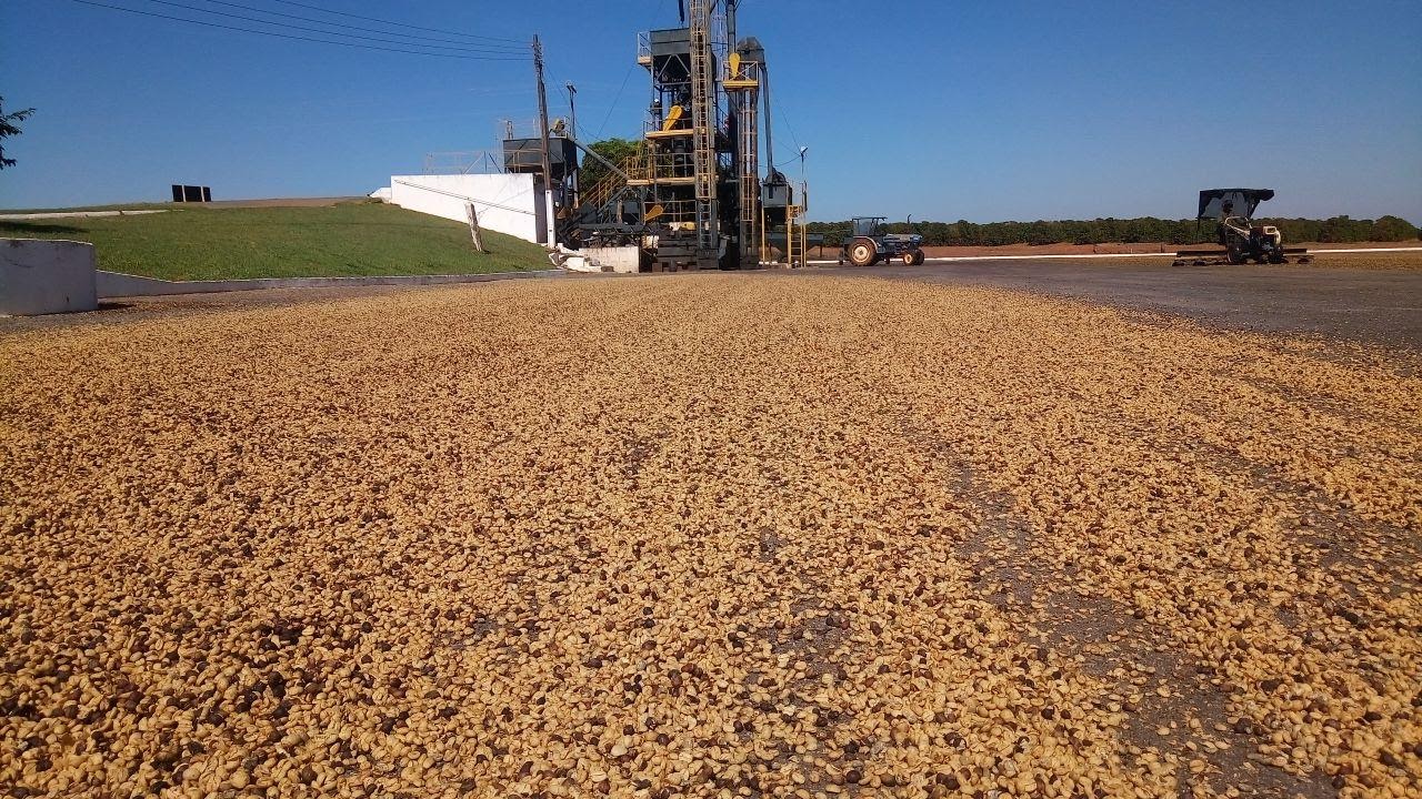 Café descascado no terreiro.