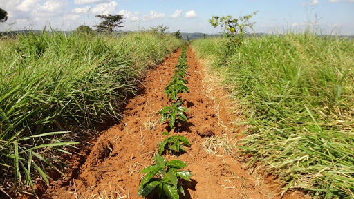 Chegamento de terra em mudas de café feito com grade adaptada.