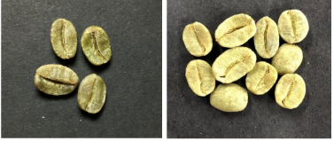 Amostra de alguns grãos de café verde.