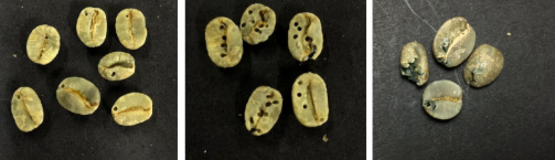 Grãos de café brocado limpo, rendado e sujo.