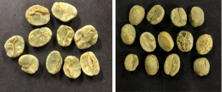 Grãos de café com má-formação.