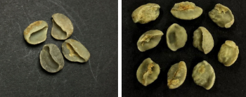 Grãos de café com defeito de grão concha e miolo de concha.