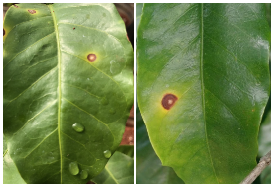 Folha de cafeeiro com Cercosporiose