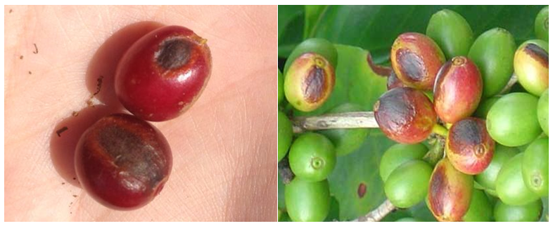 Frutos de café com cercosporiose