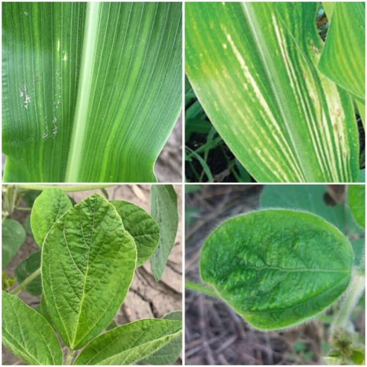 Planta com deficiência de boro