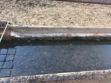 Bebedouro com água em má qualidade