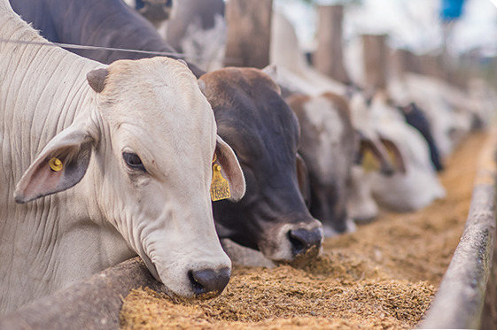 Alimentação com coprodutos de grãos de destilaria