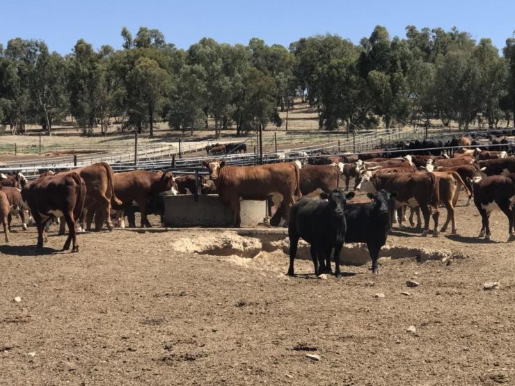 Bovinos em bebedouro mal planejado