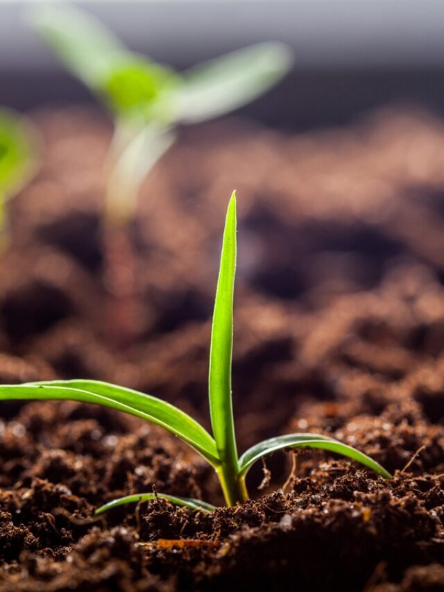 Como aumentar a produtividade com a fertilidade do solo?