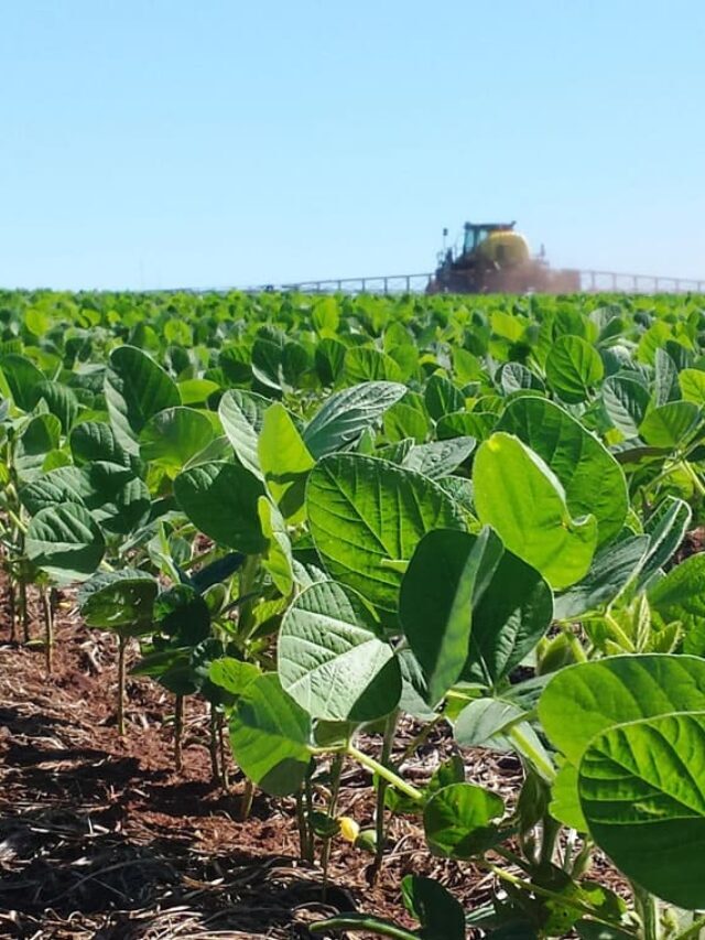 Estádios fenológicos da soja: saiba quais são e suas características
