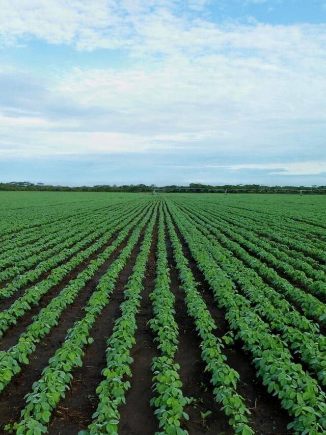 Doenças da soja: veja as 5 principais