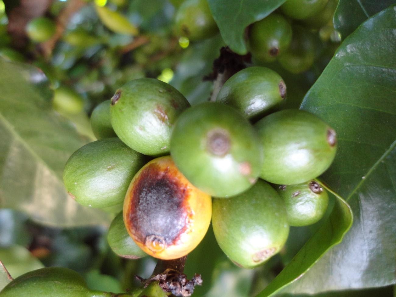 Cercosporiose no café