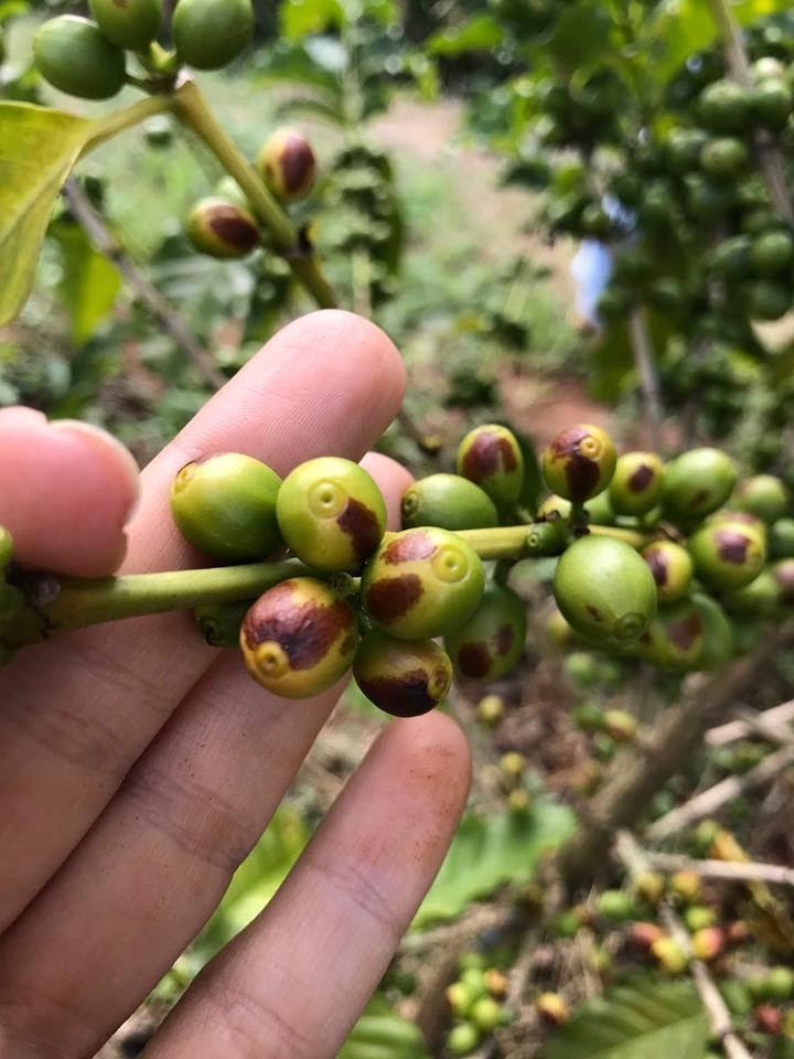 Frutos de café com incidência de Cercosporiose