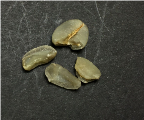 Grão de café quebrado.