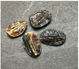 Quatro grãos preto verde.