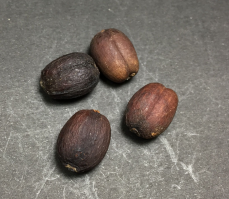 Grão de café coco.