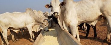 Manejo nutricional do gado