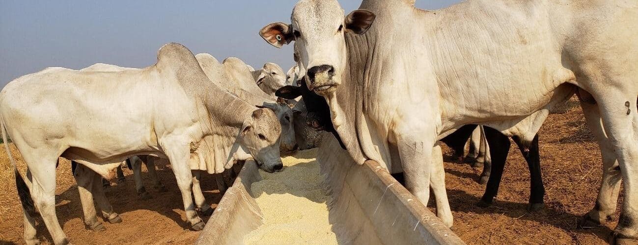 Manejo nutricional do gado