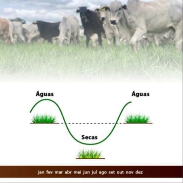 Produção forrageira