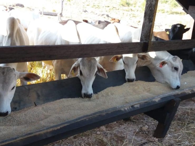 Gado comendo no cocho