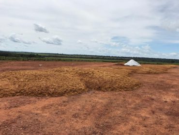 Processo de ensilagem do WDG