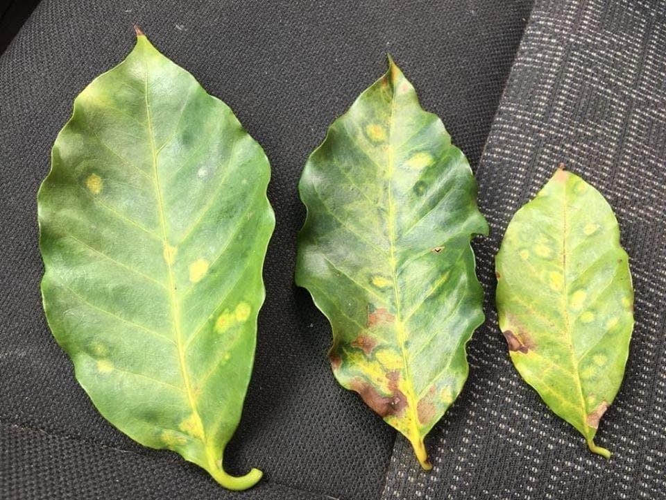 Folhas de cafeeiro com mancha anular