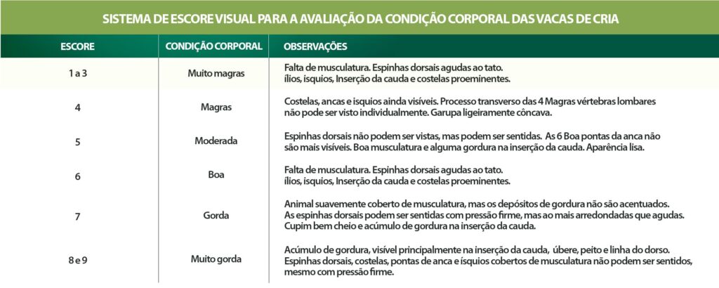 Escore visual para avaliação da condição corporal de vacas de cria