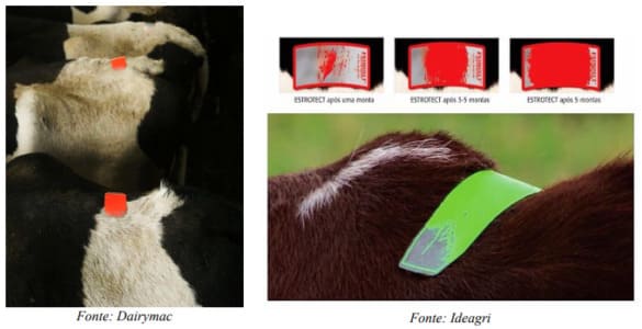 Raspadinha para detecção de cio