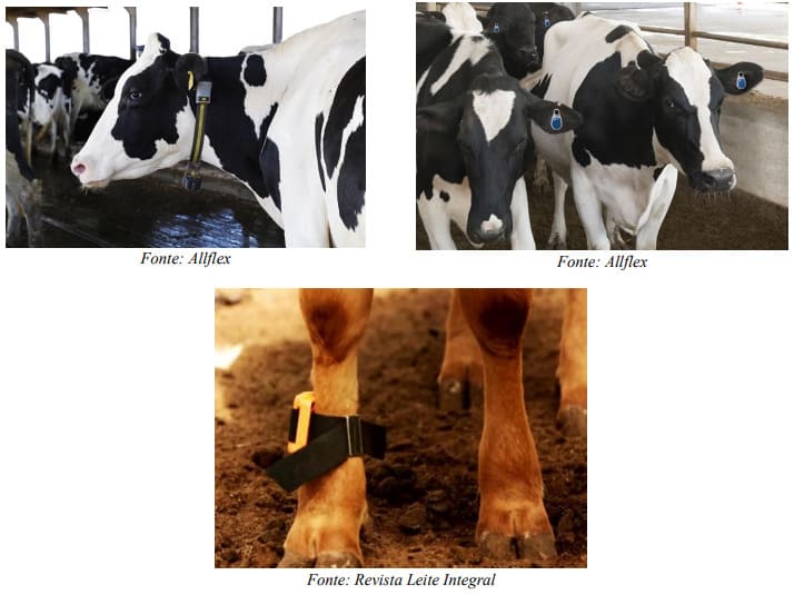 Medidores de atividade em vacas leiteiras