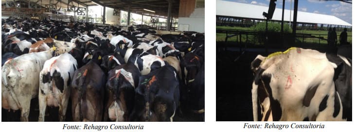 Técnica de bastão de tinta para detecção de cio