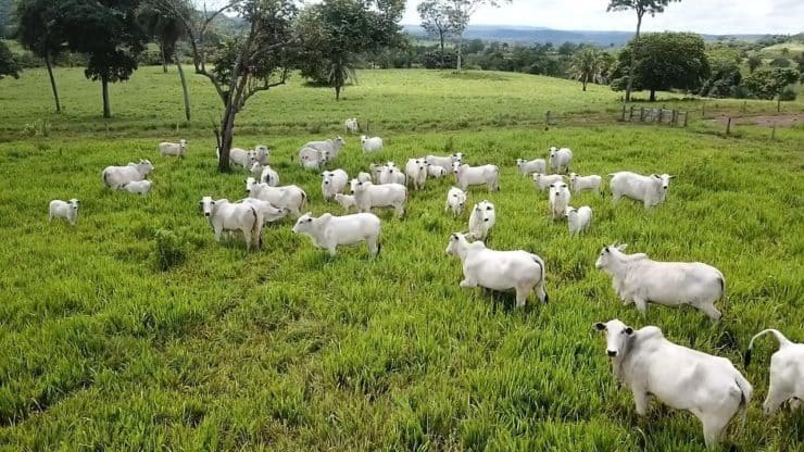 Escore de condição corporal ECC
