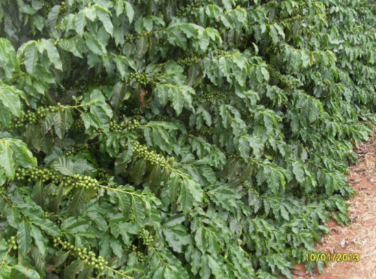 Cultivar Catuaí 144