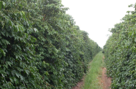 Café Bourbon Amarelo