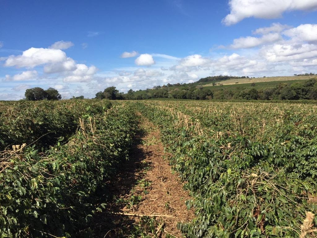 Lavoura de café decotada