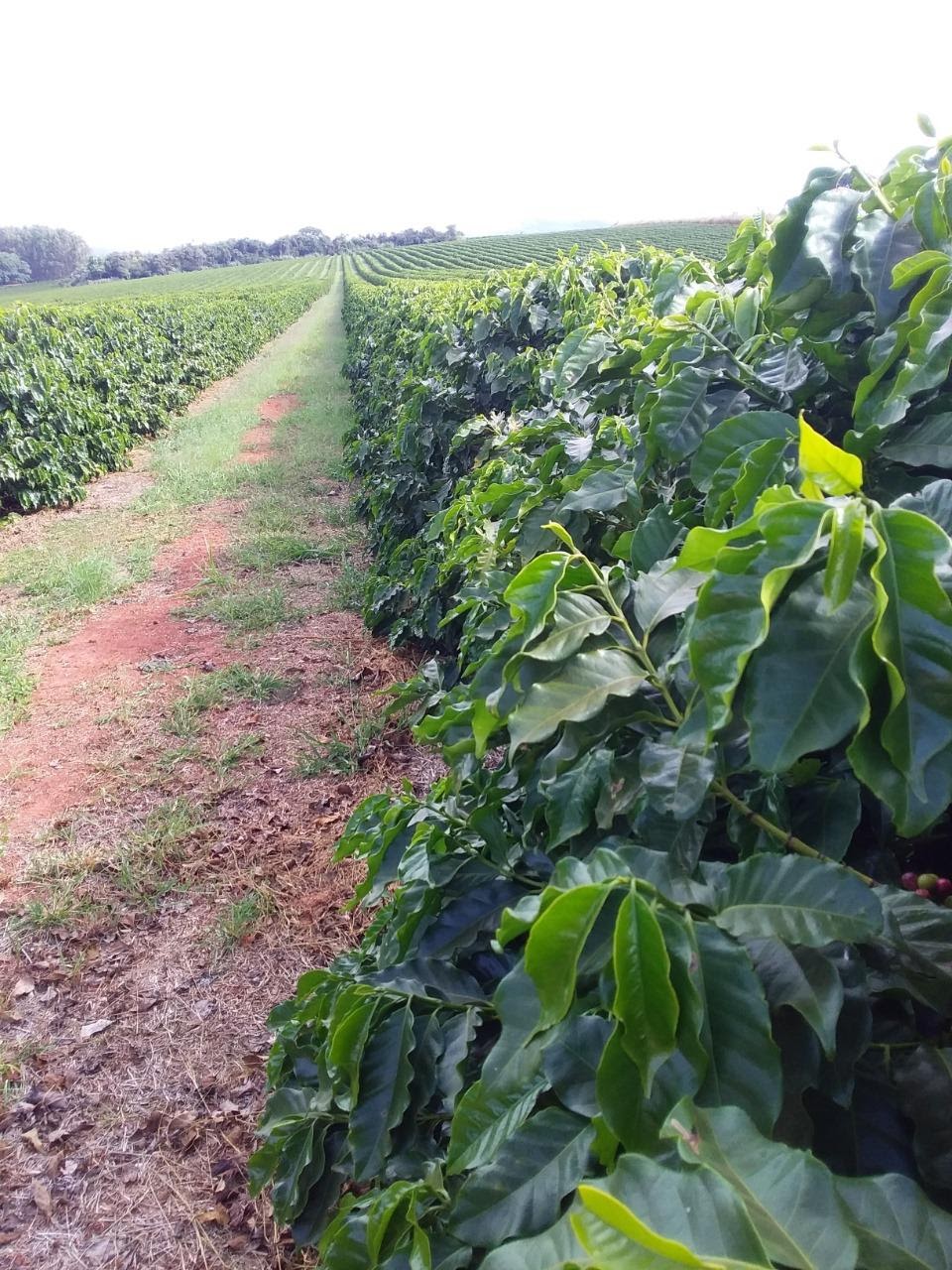 Cultivar de café Acauã
