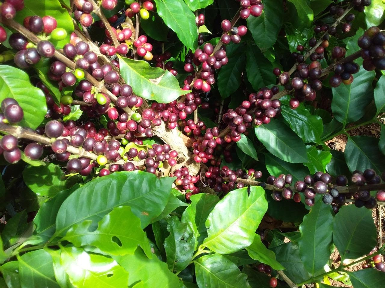 Grãos de café da cultivar Acauã