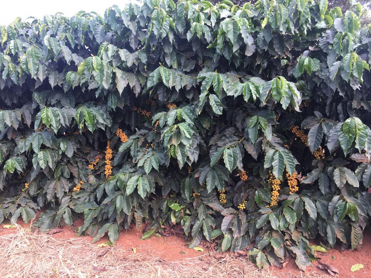 Cultivar Catucaí 2SL