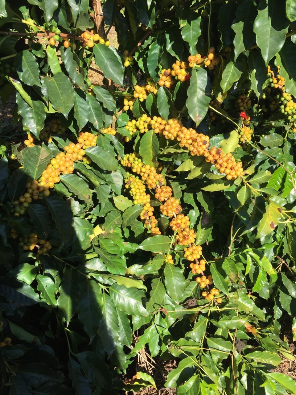 Café de cultivar Catucaí