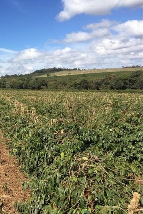 Lavoura com poda do tipo decote