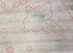 Mapeamento de plantas daninhas por meio do uso de imagens de satélite