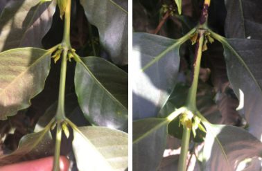 Comparação entre ramo de cafeeiro sadio e ramo com mancha de phoma