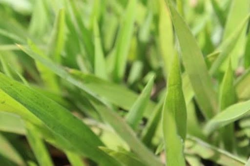 Braquiária Ipyporã