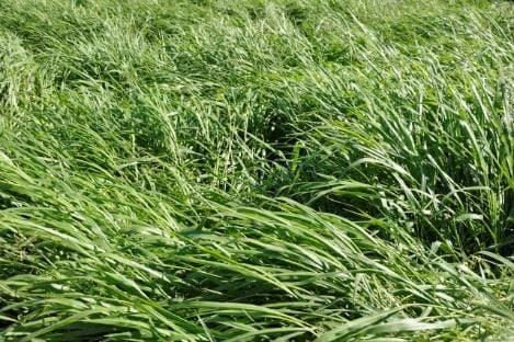 Braquiária Paiaguás