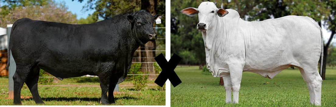 Touro Angus e Touro Nelore