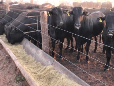 Animais em confinamento