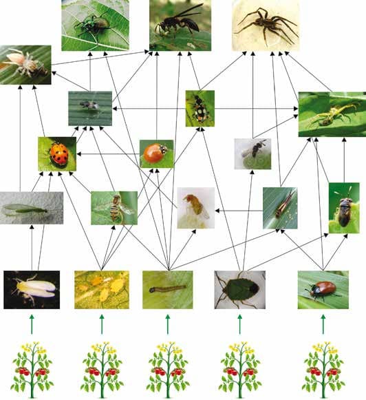 Interações tróficas