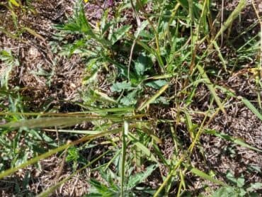 Herbicidas pré-emergentes