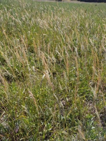 Plantas daninhas na cultura da soja