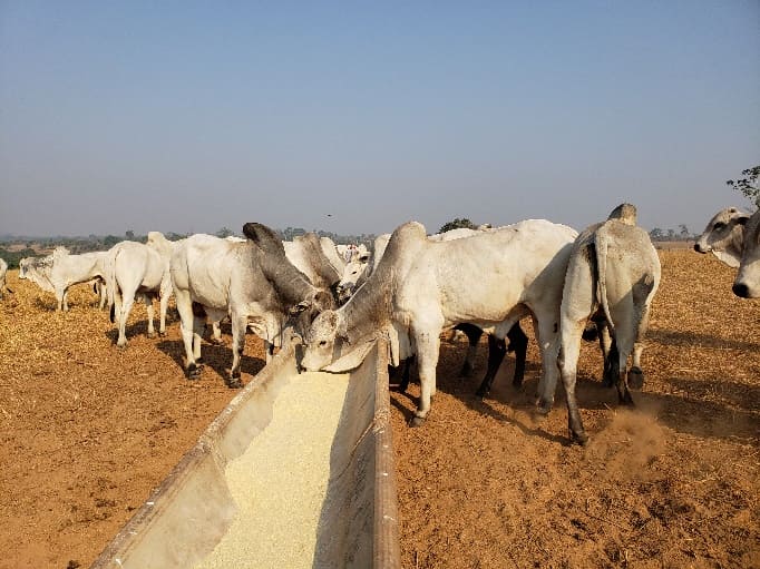 Suplementação para bovinos