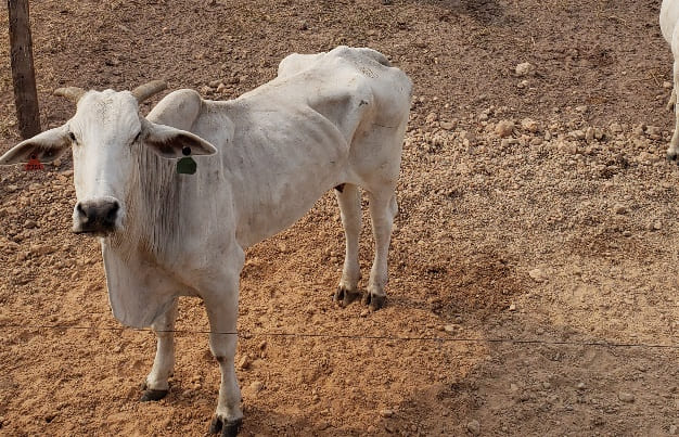 Avaliação status nutricional do gado